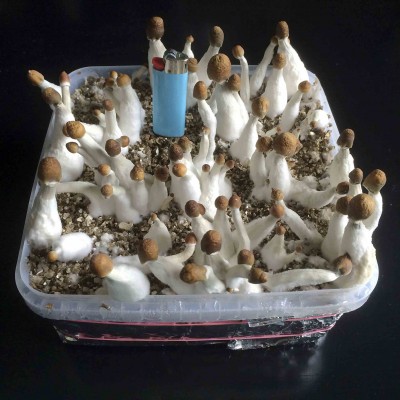 Funghi3.jpg