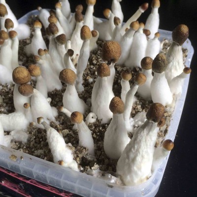 Funghi4.jpg