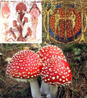 amanita alber.jpg