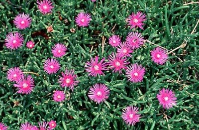 delosperma cooperi 2.jpg