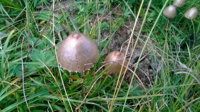 WP_20160906_12_27_41_Pro.jpg