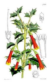desfontainia spinosa.jpge4.jpg