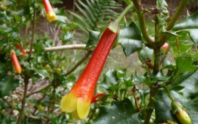 desfontainia spinosa.jpg