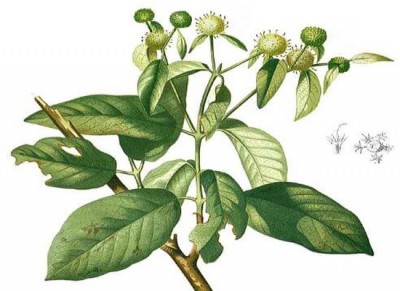 Mitragyna-hirsuta (1).jpg