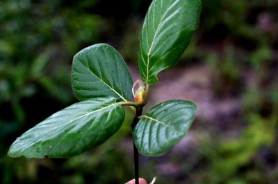 Mitragyna-Hirsuta.jpg