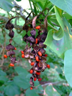 erythrina-berteroana-seeds arbol.jpg