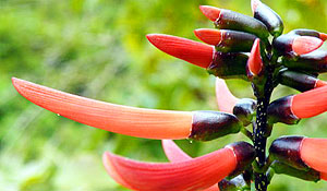 erythrina-berteroana-pito-coral-tree-300x175 arbol.jpg