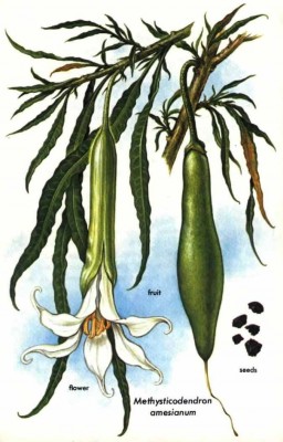 culebra6.jpg