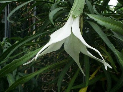 culebra7.jpg