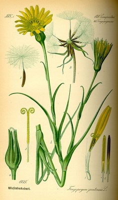 tavola-di-barba-di-becco.jpg